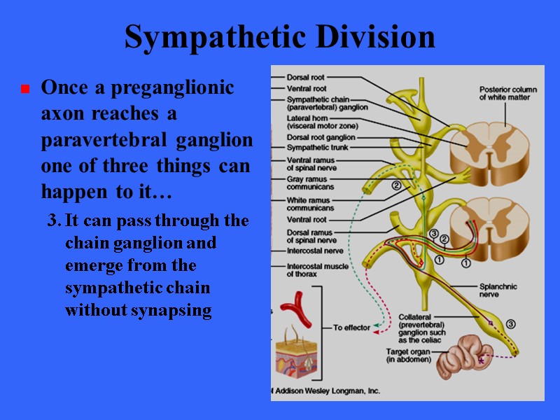 Sympathetic Division Once a preganglionic axon reaches a paravertebral ganglion one of three things